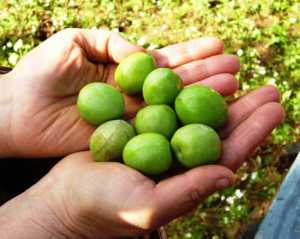 “Sciavuru d’Aliva”, una storia siciliana di olio di oliva