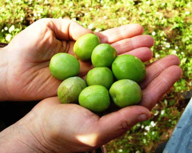 “Sciavuru d’Aliva”, una storia siciliana di olio di oliva
