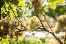 Martedì 26/5/2015 ~ Il Pinot Bianco Italiano, ma con l&#039;Intruso