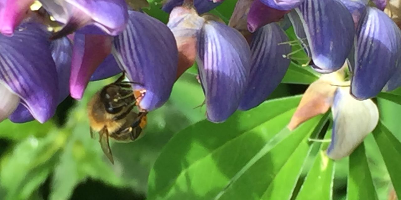 Parliamo dell’olfatto delle api – seconda parte