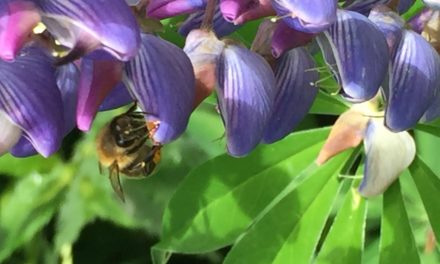 Parliamo dell’olfatto delle api – seconda parte