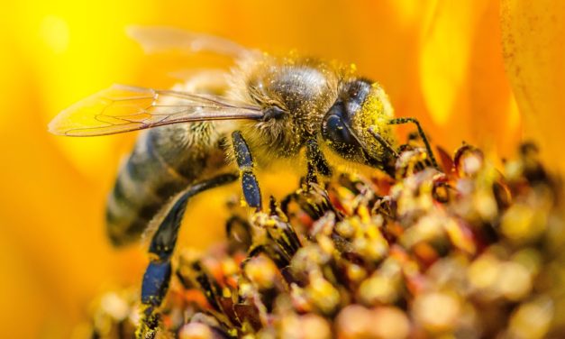 Nella vita per molte cose bisogna avere naso, e le api… ce l’hanno – quarta parte